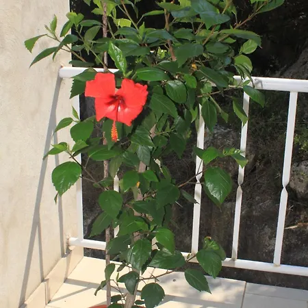 아파트 Lucica 990b *